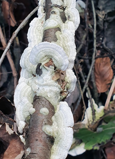 Steccherinum ochraceum