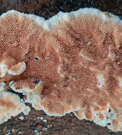 steccherinum-ochraceum2