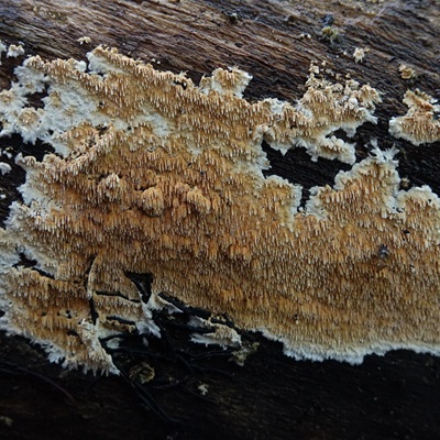 Steccherinum robustius