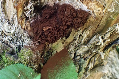Stemonitis axifera
