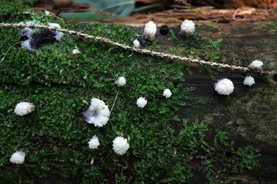 stemonitis-axifera2