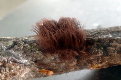 stemonitis-axifera3