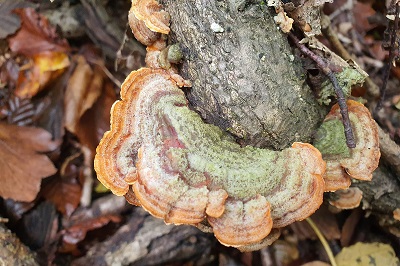 Stereum hirsutum