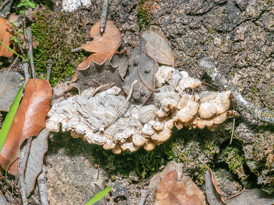 Stereum reflexulum