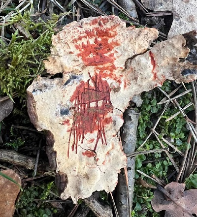 Stereum rugosum