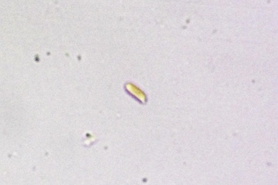 stereum-subtomentosum10