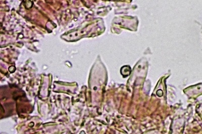 stereum-subtomentosum11