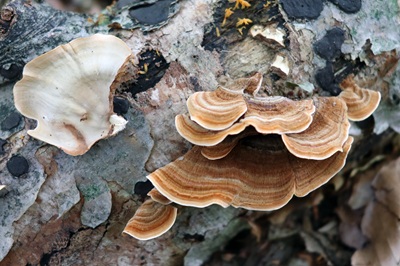 stereum-subtomentosum3