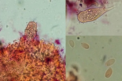 strobilurus-stephanocystis12