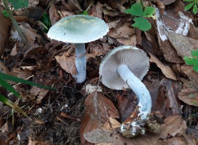 Stropharia aeruginosa