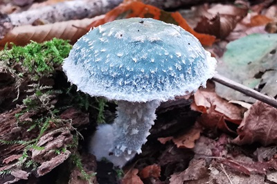 stropharia-aeruginosa1