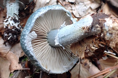 stropharia-aeruginosa2
