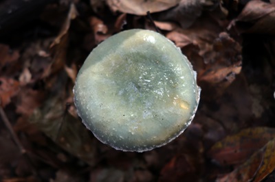 stropharia-aeruginosa3