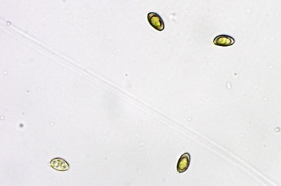 stropharia-aeruginosa4