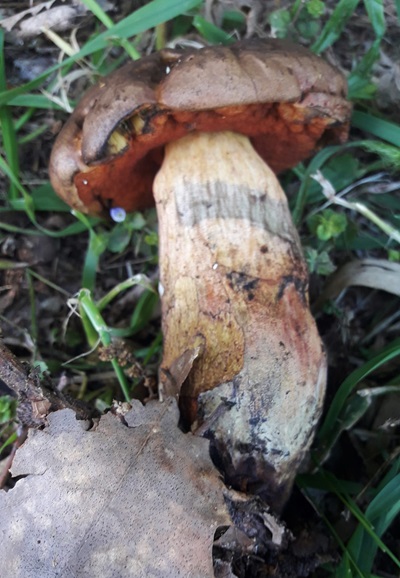 Suillellus comptus