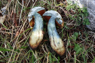 suillellus-luridus6