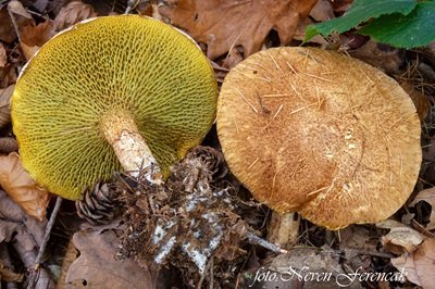 Suillus cavipes