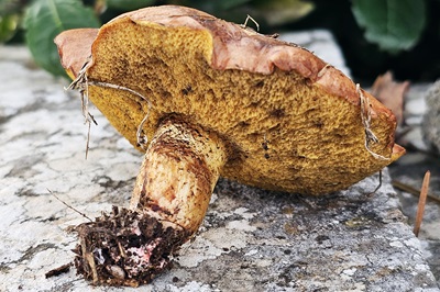 Suillus collinitus