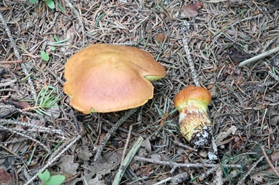 suillus-grevillei6