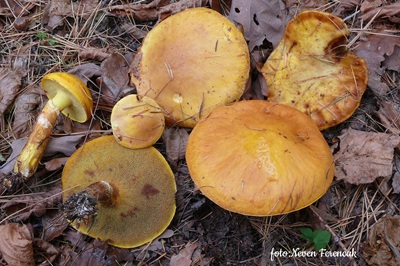 suillus-grevillei7