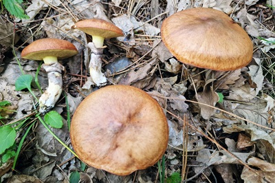 Suillus luteus