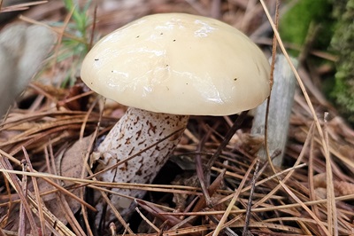 Suillus placidus