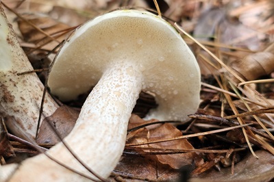 suillus-placidus1