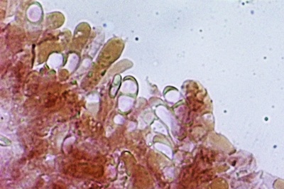 suillus-placidus11