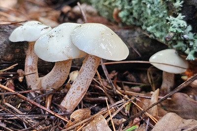 suillus-placidus2
