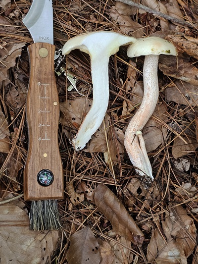 suillus-placidus3