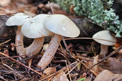 suillus-placidus5