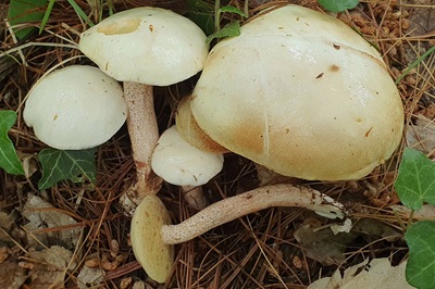 suillus-placidus6