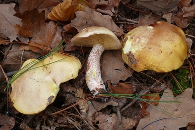 suillus-placidus7