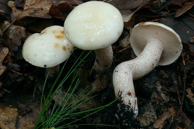 suillus-placidus8
