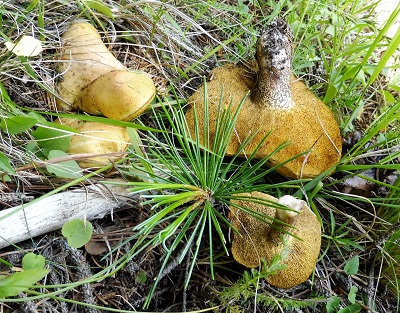 Suillus plorans