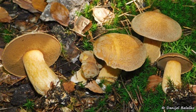 Suillus variegatus
