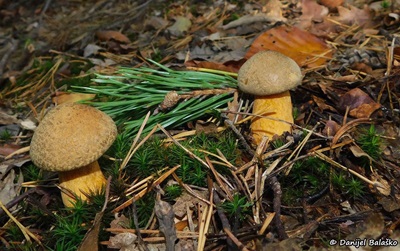 suillus-variegatus1