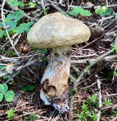 suillus-viscidus1