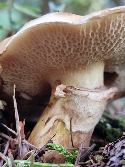 suillus-viscidus3