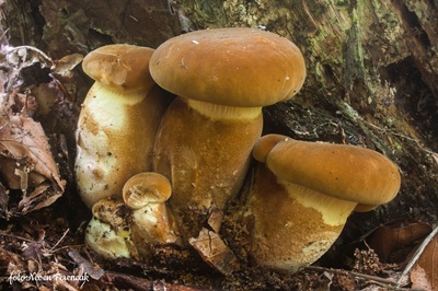 tapinella-atrotomentosa4