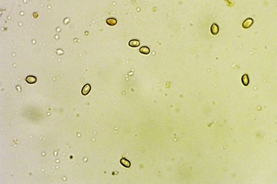 tapinella-atrotomentosa5