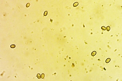 tapinella-atrotomentosa6