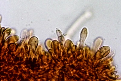 tectella-patellaris10