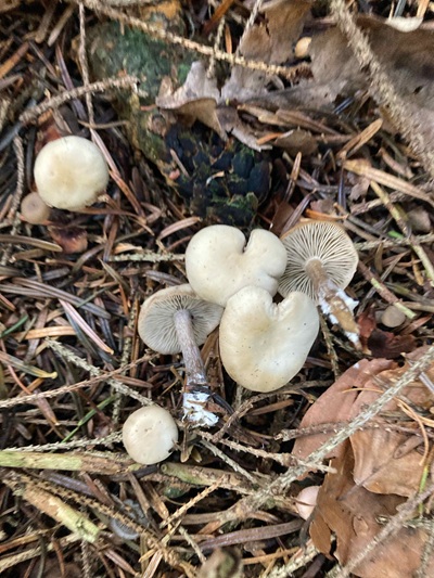 Tephrocybe baeosperma