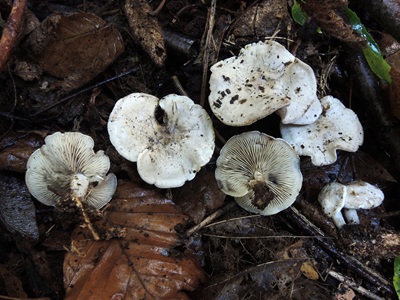 Tephrocybella griseonigrescens