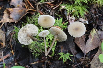Tephrocybe mephitica