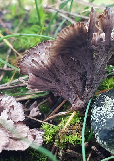 thelephora-terrestris1