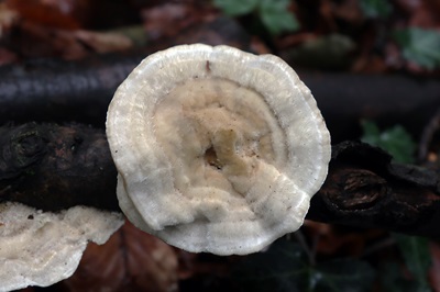 Trametes hirsuta