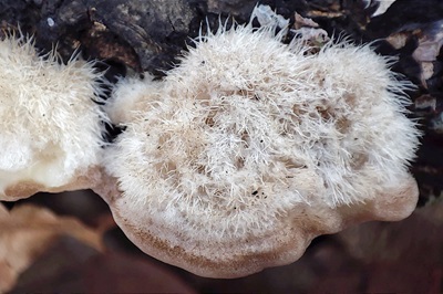 trametes-hirsuta1
