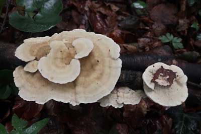 trametes-hirsuta2